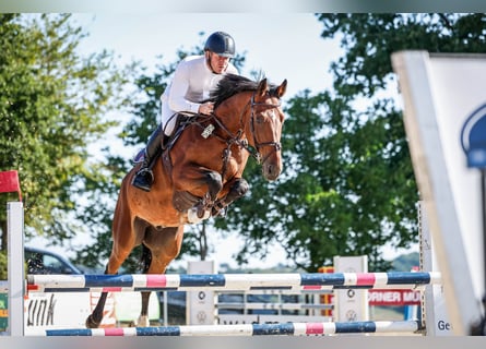 KWPN, Wałach, 7 lat, 172 cm, Gniada