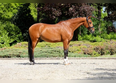 KWPN, Wałach, 7 lat, 172 cm, Gniada