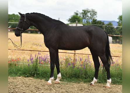 KWPN, Wałach, 7 lat, 173 cm, Kara