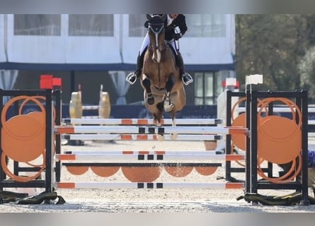 KWPN, Wałach, 7 lat, 174 cm