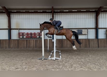 KWPN, Wałach, 7 lat, 175 cm, Gniada