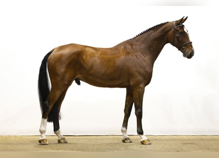 KWPN, Wałach, 7 lat, 175 cm, Gniada