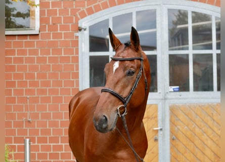 KWPN, Wałach, 7 lat, 175 cm, Gniada