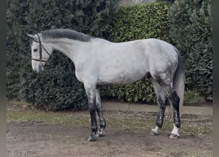 KWPN, Wałach, 7 lat, 175 cm, Stalowosiwy