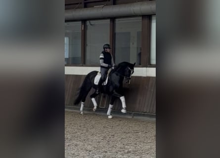 KWPN, Wałach, 8 lat, 167 cm, Kara