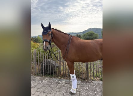 KWPN, Wałach, 8 lat, 167 cm, Kasztanowata