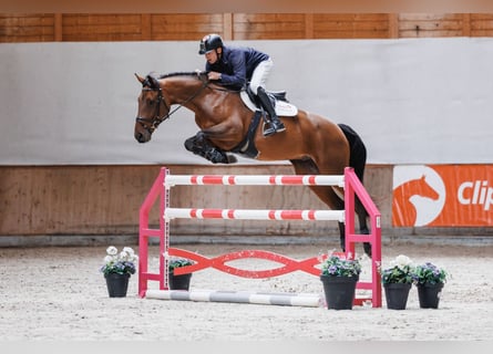 KWPN, Wałach, 8 lat, 170 cm, Ciemnogniada
