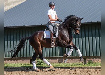 KWPN, Wałach, 8 lat, 170 cm, Ciemnogniada