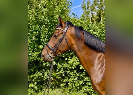 KWPN, Wałach, 8 lat, 170 cm, Gniada