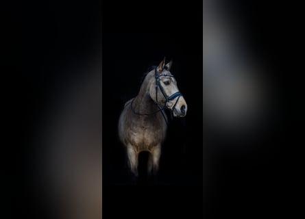 KWPN, Wałach, 9 lat, 146 cm, Jelenia