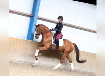 KWPN, Wałach, 9 lat, 164 cm, Kasztanowata