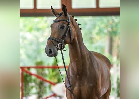 KWPN, Wałach, 9 lat, 166 cm, Gniada