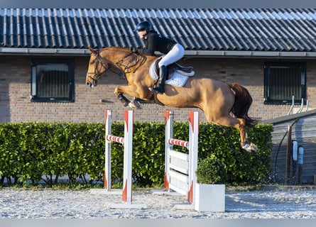 KWPN, Wałach, 9 lat, 167 cm, Kasztanowata