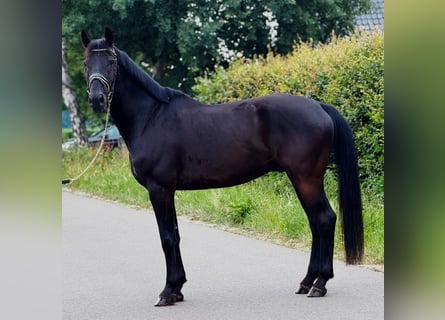 KWPN, Wałach, 9 lat, 172 cm, Kara