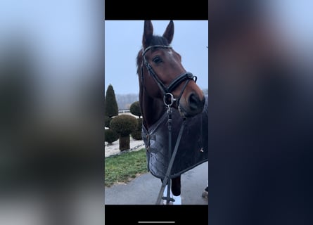 KWPN, Wałach, 9 lat, 182 cm, Gniada