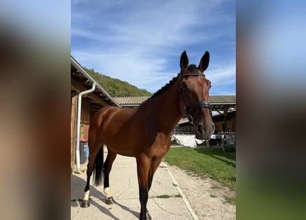 KWPN, Wałach, 9 lat, 190 cm, Gniada