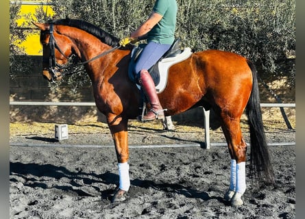 KWPN, Wałach, 10 lat, 165 cm, Kasztanowata