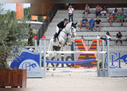KWPN, Wałach, 12 lat, 174 cm, Siwa