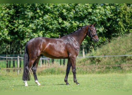 KWPN, Wałach, 3 lat, 165 cm, Gniada