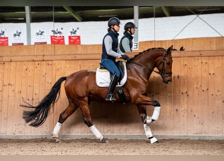 KWPN, Wałach, 4 lat, 170 cm, Gniada