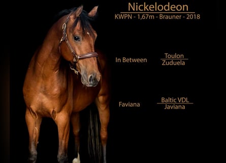 KWPN, Wałach, 5 lat, 167 cm, Gniada