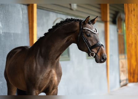 KWPN, Wallach, 10 Jahre, 164 cm, Dunkelbrauner