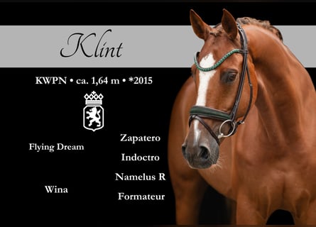 KWPN, Wallach, 10 Jahre, 165 cm, Dunkelfuchs