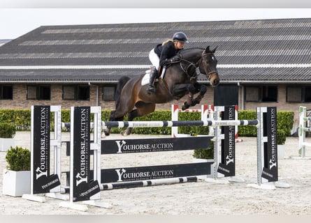 KWPN, Wallach, 10 Jahre, 165 cm