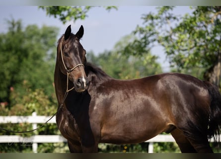 KWPN, Wallach, 10 Jahre, 167 cm, Dunkelbrauner