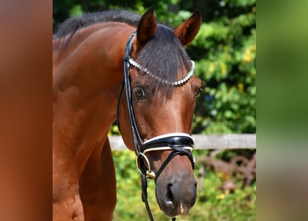 KWPN, Wallach, 10 Jahre, 168 cm, Brauner