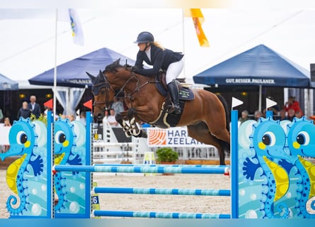KWPN, Wallach, 10 Jahre, 169 cm, Brauner
