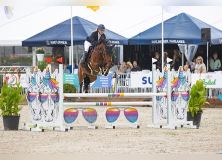 KWPN, Wallach, 10 Jahre, 169 cm, Brauner