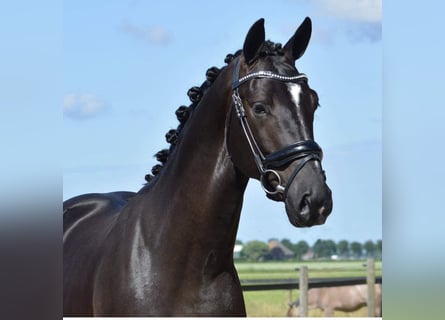 KWPN, Wallach, 10 Jahre, 169 cm, Rappe