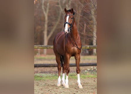 KWPN, Wallach, 10 Jahre, 170 cm