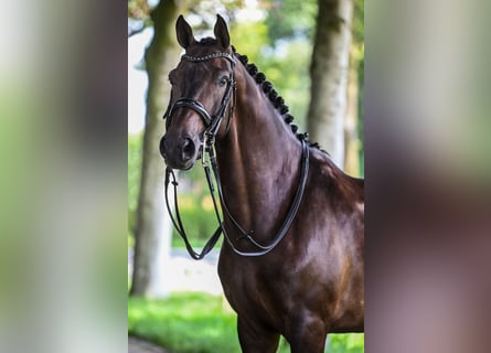 KWPN, Wallach, 10 Jahre, 170 cm, Dunkelbrauner