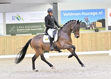 KWPN, Wallach, 10 Jahre, 170 cm, Dunkelbrauner