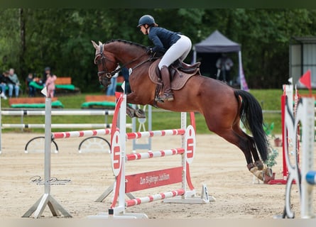 KWPN, Wallach, 10 Jahre, 170 cm, Dunkelbrauner