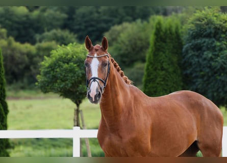 KWPN, Wallach, 10 Jahre, 170 cm, Fuchs