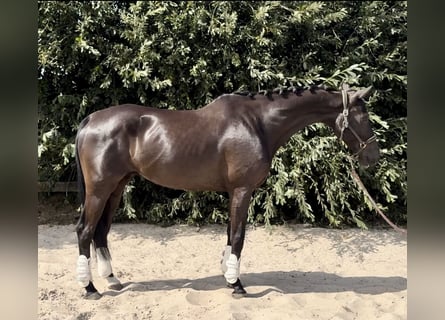 KWPN, Wallach, 10 Jahre, 170 cm, Rappe