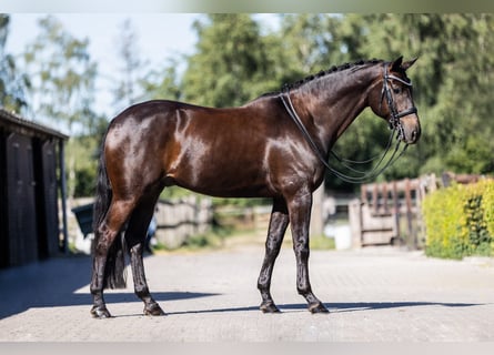 KWPN, Wallach, 10 Jahre, 170 cm, Schwarzbrauner