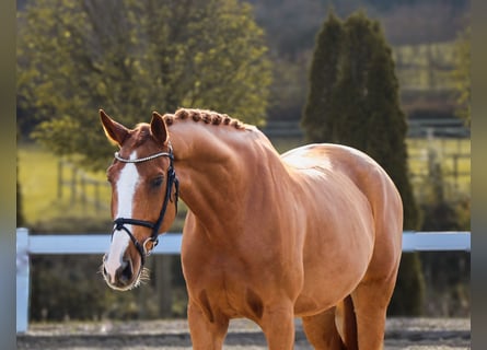 KWPN, Wallach, 10 Jahre, 171 cm, Fuchs