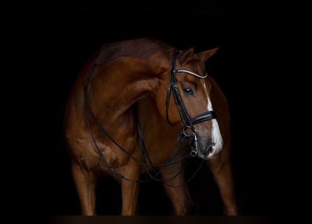 KWPN, Wallach, 10 Jahre, 172 cm, Fuchs