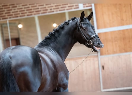KWPN, Wallach, 10 Jahre, 172 cm, Rappe