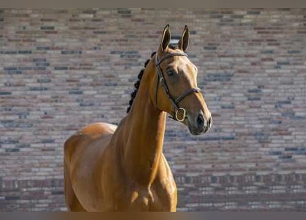 KWPN, Wallach, 10 Jahre, 173 cm, Brauner