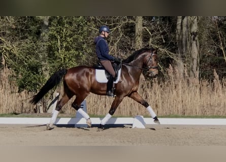 KWPN, Wallach, 10 Jahre, 174 cm, Dunkelbrauner