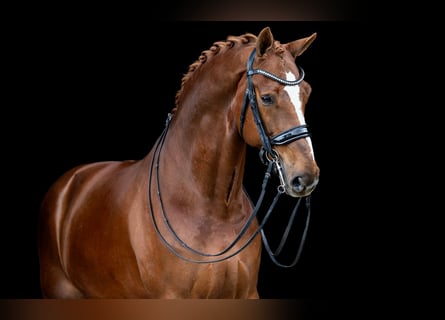 KWPN, Wallach, 10 Jahre, 174 cm, Dunkelfuchs