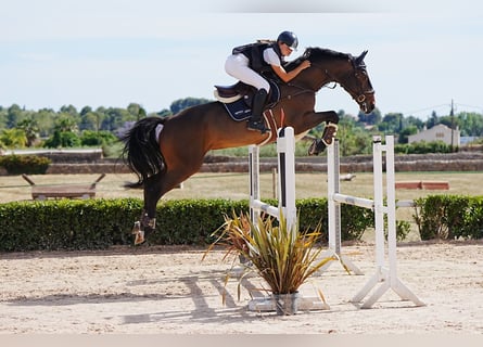 KWPN, Wallach, 10 Jahre, 175 cm, Dunkelfuchs