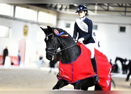 KWPN, Wallach, 10 Jahre, 176 cm, Rappe