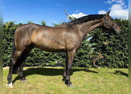 KWPN, Wallach, 10 Jahre, 178 cm