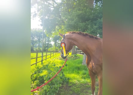 KWPN, Wallach, 10 Jahre, 180 cm, Fuchs